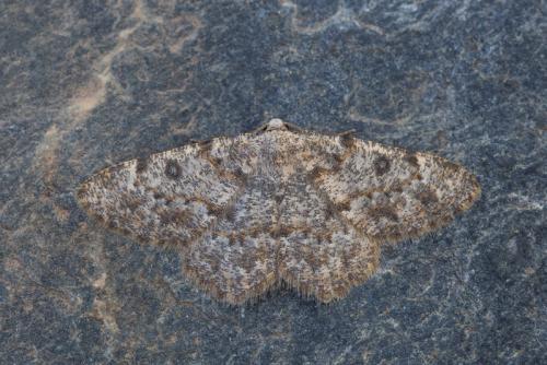 Réf. 212 281 : Charissa mucidaria
